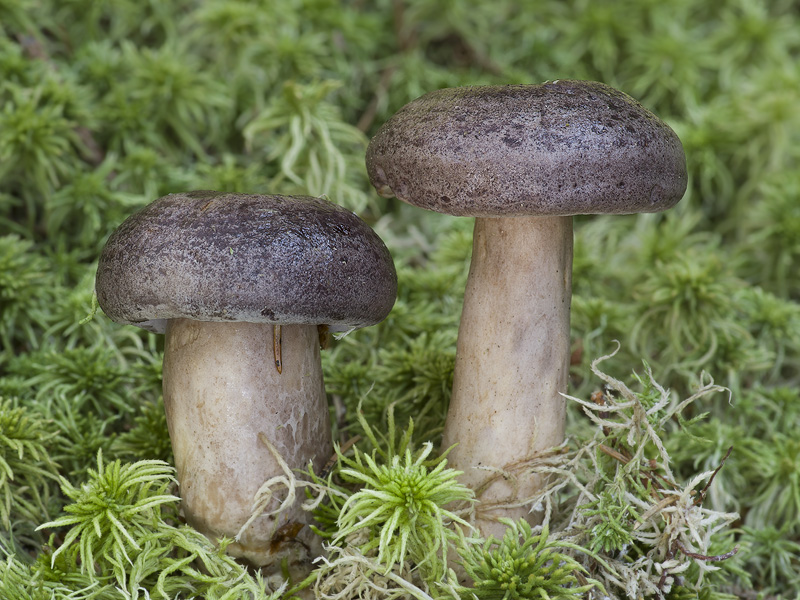 Lactarius trivialis